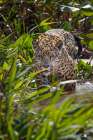 Jaguar along the river banks of Cuiaba River, Pantanal, Brazil. Art Print